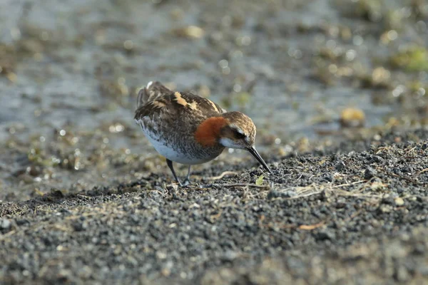 Red Necked Phalarope Phalaropus Lobatus Natural Habitat Iceland — Stock Photo, Image