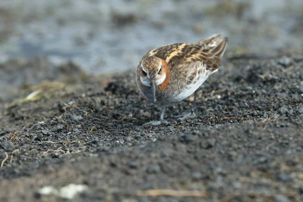 Doğal Yaşam Alanı Zlanda Kırmızı Boyunlu Falarope Phalaropus Lobatus — Stok fotoğraf