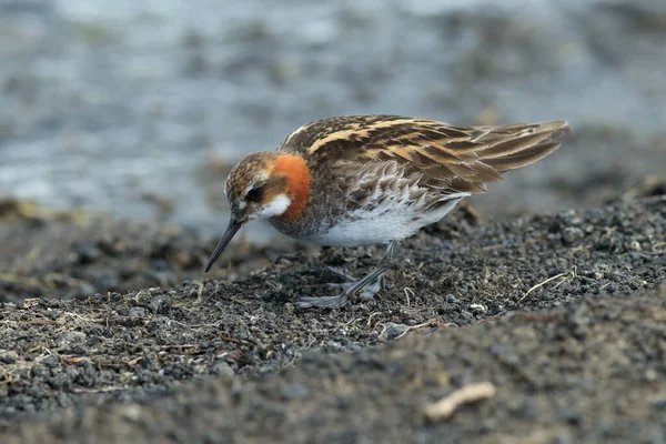 Red Necked Phalarope Phalaropus Lobatus Natural Habitat Iceland — Stock Photo, Image