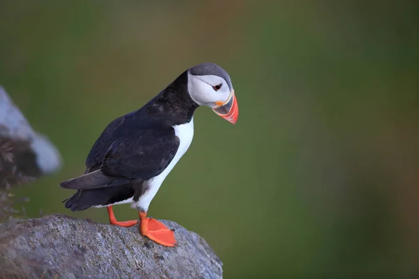 Atlantic Puffin or Common Puffin, Fratercula arctica, Norway