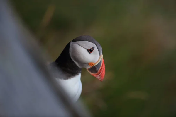 Atlantic Puffin or Common Puffin, Fratercula arctica, Norway
