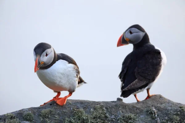 Atlantic Puffin or Common Puffin, Fratercula arctica, Norway