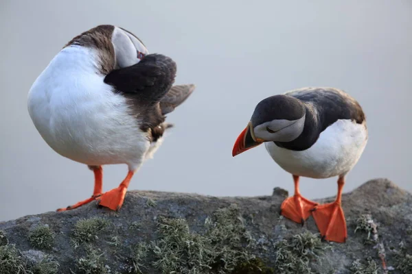 Puffin Atlantycki Lub Puffin Pospolity Fratercula Arctica Norwegia — Zdjęcie stockowe