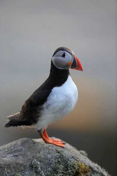 Puffin Atlântico Puffin Comum Fratercula Arctica Noruega — Fotografia de Stock