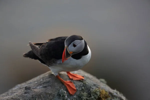 Atlantic Puffin or Common Puffin, Fratercula arctica, Norway