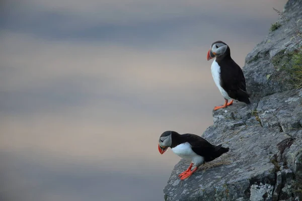 Frailecillo Atlántico Fratercula Arctica Islandia —  Fotos de Stock