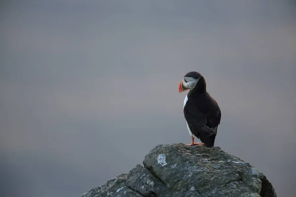 Атлантический Пуффин Fratercula Arctica Исландия — стоковое фото