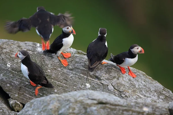 Atlantic Puffin Fratercula Arctica Iceland — 스톡 사진