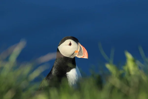 Atlantic Puffin Fratercula Arctica Iceland — Stock Photo, Image