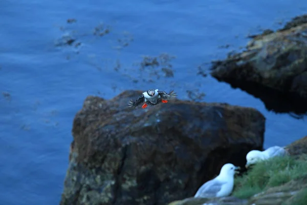 Atlantic Puffin Fratercula Arctica Islândia — Fotografia de Stock