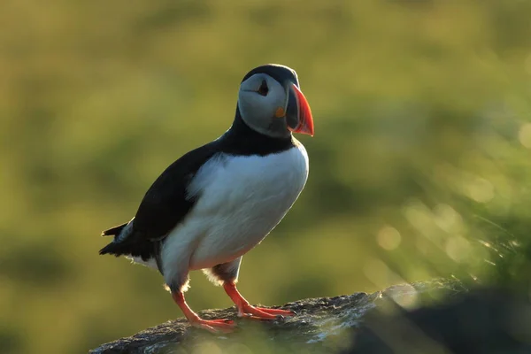 Atlantic Puffin Fratercula Arctica Iceland — 스톡 사진