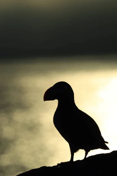 Atlantic Puffin Fratercula Arctica Islândia — Fotografia de Stock