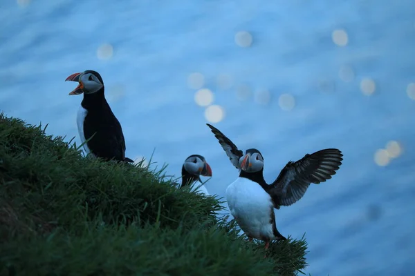 Atlantischer Papageitaucher Fratercula Arctica Island — Stockfoto