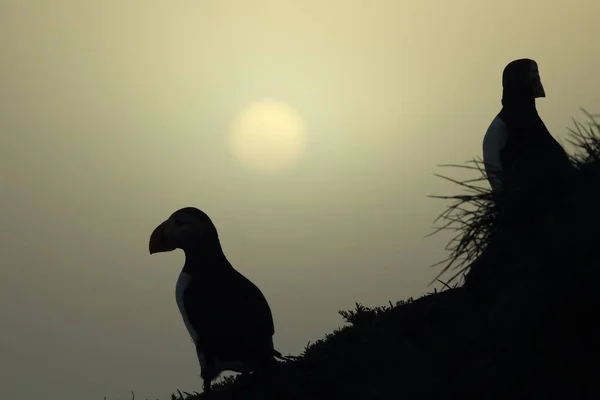 Puffin Atlantský Fratercula Arctica Island — Stock fotografie