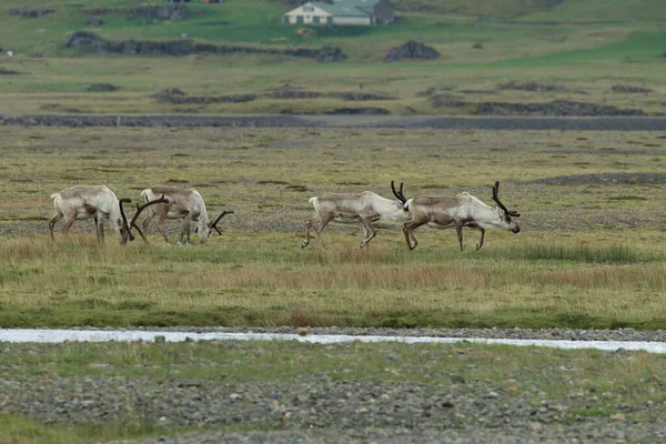 Reindeer Rangifer Tarandus Caribou Iceland — 스톡 사진