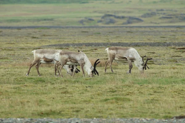 Reindeer Rangifer Tarandus Caribou Iceland — 스톡 사진
