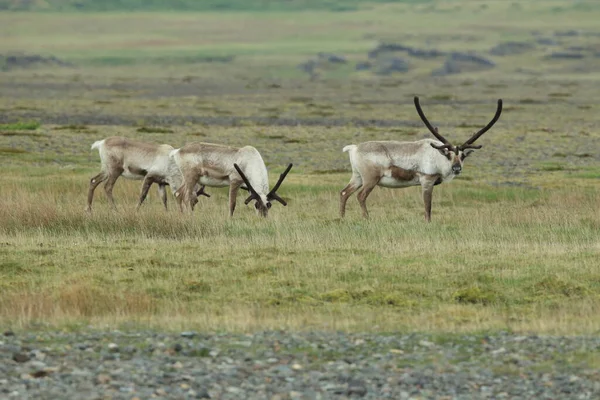 Reindeer Rangifer Tarandus Caribou Iceland — 스톡 사진