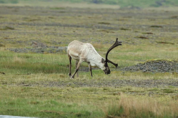 Rendieren Rangifer Tarandus Caribou Ijsland — Stockfoto