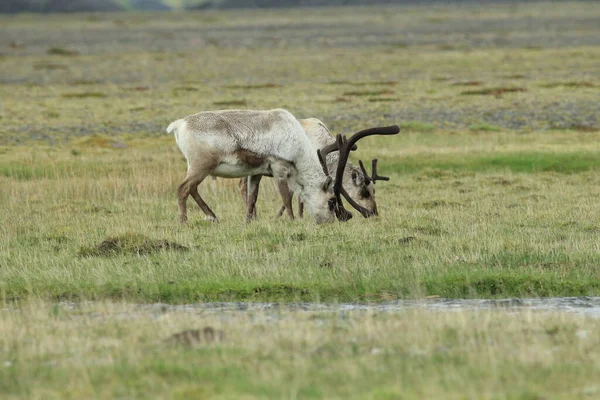Rendieren Rangifer Tarandus Caribou Ijsland — Stockfoto