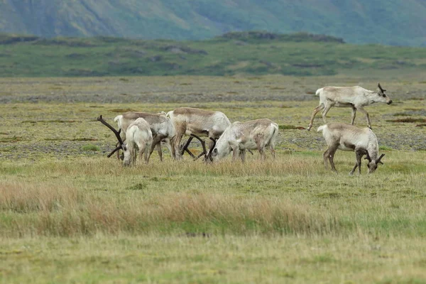 Rena Rangifer Tarandus Caraíbas Islândia — Fotografia de Stock