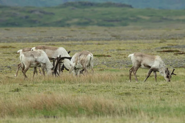 Rena Rangifer Tarandus Caraíbas Islândia — Fotografia de Stock