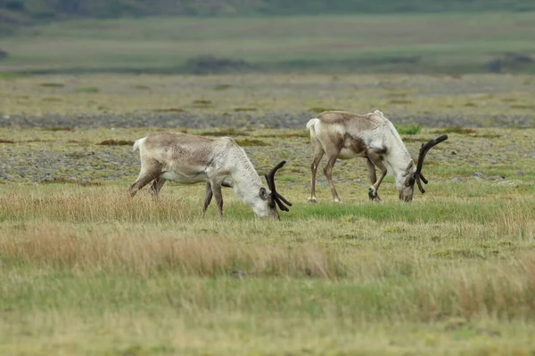 Reno Rangifer Tarandus Caribou Islandia — Foto de Stock