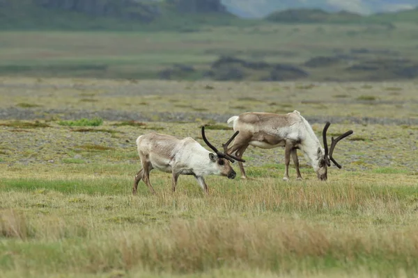 Reindeer Rangifer Tarandus Caribou Iceland — 스톡 사진