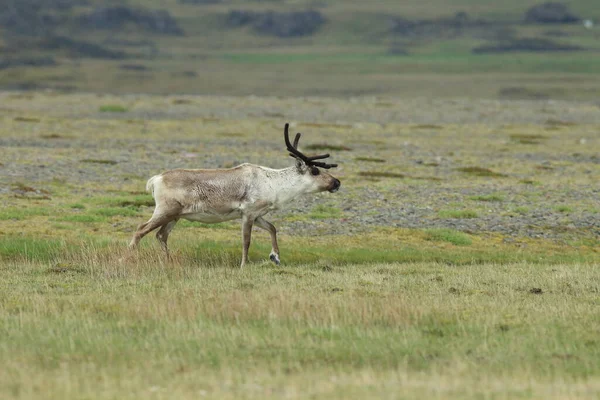 Rendieren Rangifer Tarandus Caribou Ijsland — Stockfoto