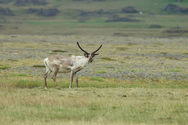 Rendieren Rangifer Tarandus Caribou Ijsland — Stockfoto