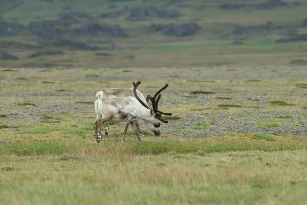 Reindeer Rangifer Tarandus Caribou Iceland — 스톡 사진