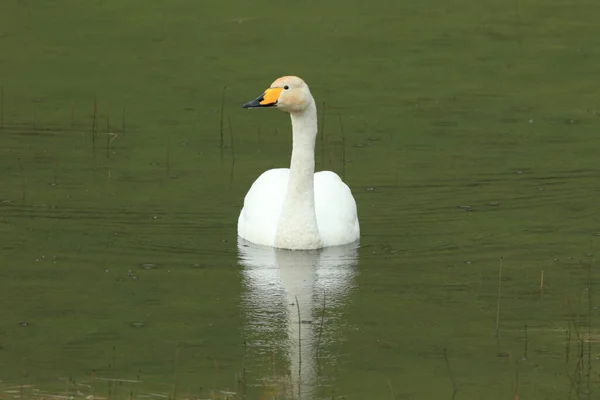 Cisnes Com Pintos Cygnus Cygnus Islândia — Fotografia de Stock