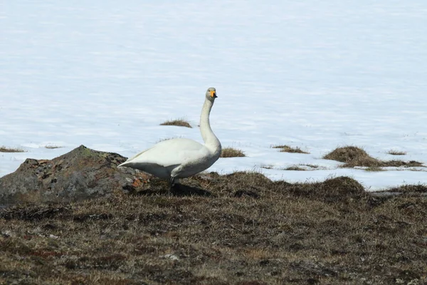 Łabędzie Cygnus Cygnus Islandia — Zdjęcie stockowe