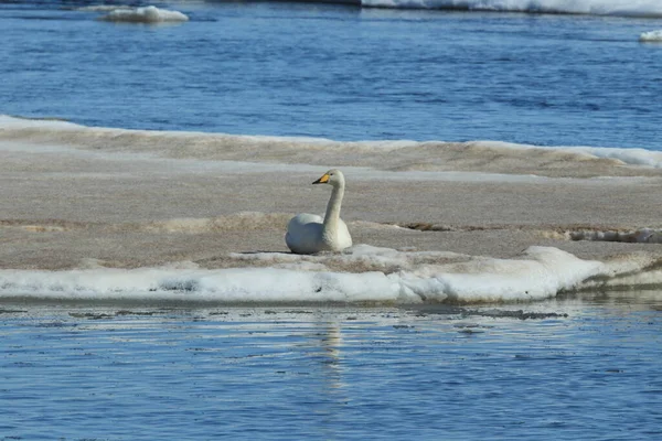 Svanar Med Kycklingar Cygnus Cygnus Island — Stockfoto