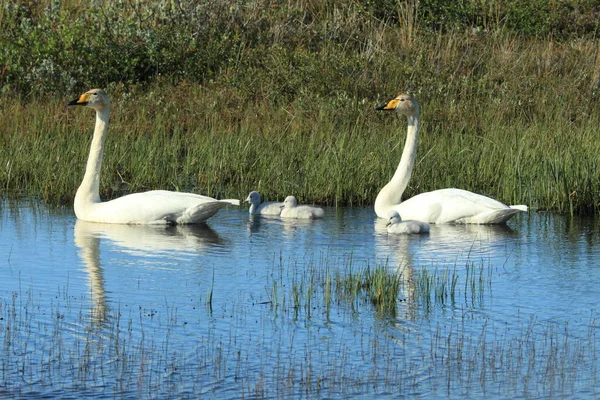 Cygnes Chanteurs Avec Des Poussins Islande — Photo