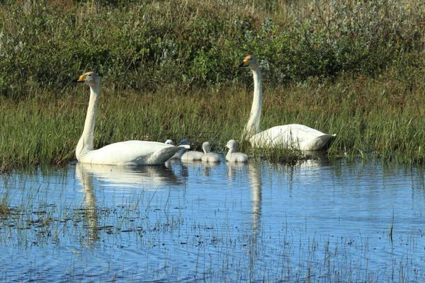 Whooper Labutě Kuřaty Island — Stock fotografie