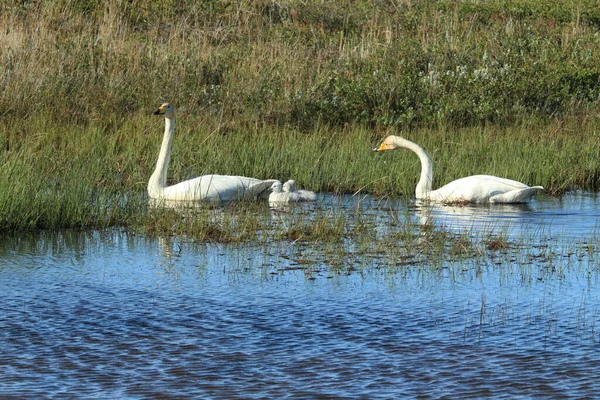 Whooper Cisnes Con Polluelos Islandia — Foto de Stock