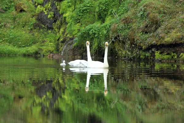 Singschwäne Mit Küken Island — Stockfoto