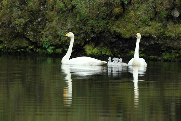 Singschwäne Mit Küken Island — Stockfoto