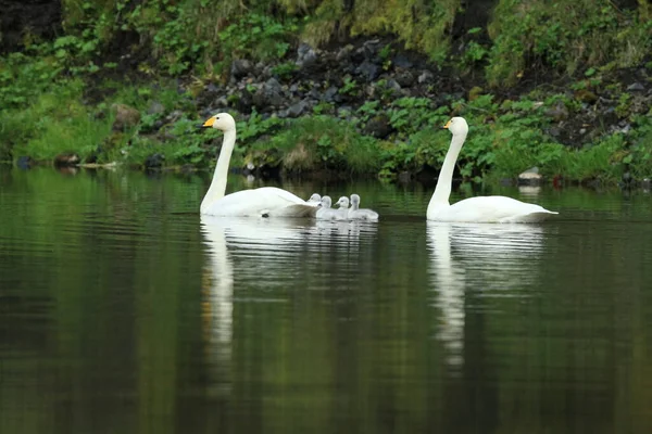 Singschwäne Mit Küken Island — Stockfoto