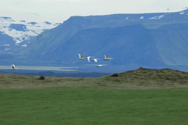 Łabędzie Pisklętami Cygnus Cygnus Islandia — Zdjęcie stockowe