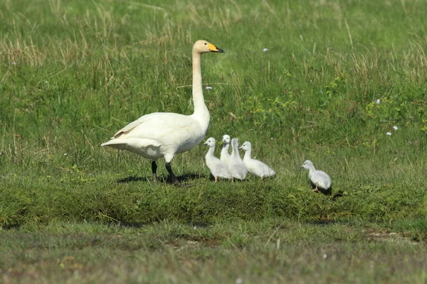 Whooper Cisnes Con Polluelos Islandia — Foto de Stock