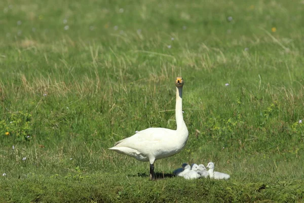 Singschwäne Mit Küken Island — Stockfoto