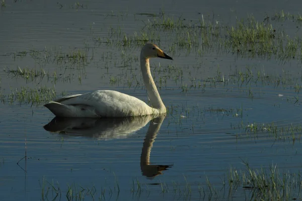 Whooper Hattyúk Csibékkel Cygnus Cygnus Izland — Stock Fotó