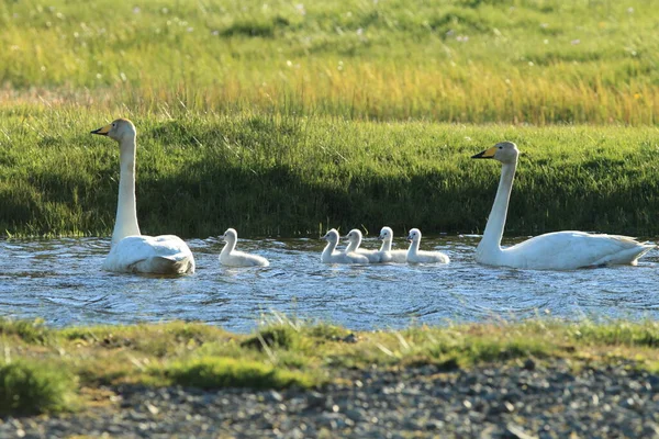 Singschwäne Mit Küken Island — Stockfoto