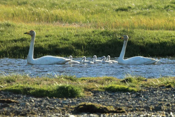 Whooper Labutě Kuřaty Island — Stock fotografie