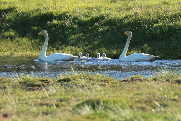 Whooper Labutě Kuřaty Island — Stock fotografie