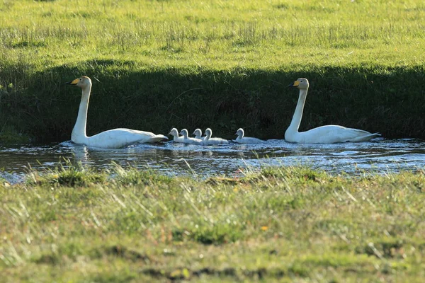 Singschwäne Mit Küken Island — Stockfoto