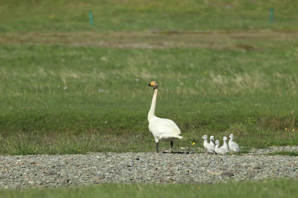 Singschwäne Mit Küken Island — Stockfoto