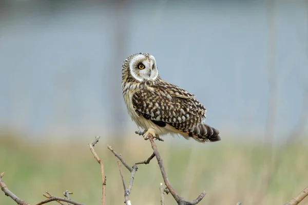 Short Eared Owl Asio Flammeus Cuxhaven Germany — Stock Photo, Image