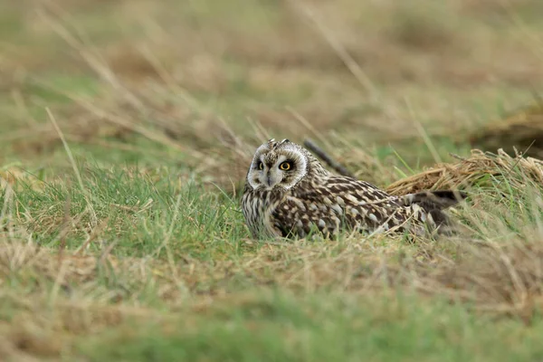 Coruja Orelhas Curtas Asio Flammeus Cuxhaven Alemanha — Fotografia de Stock